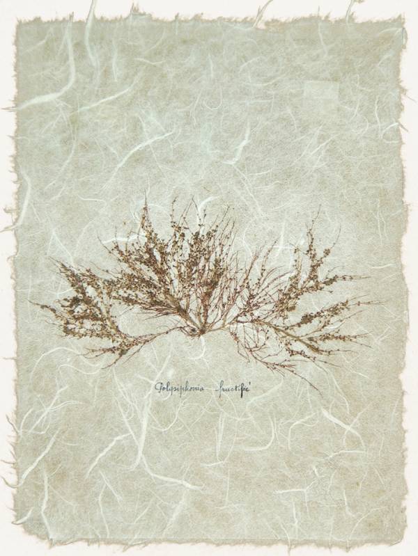 - on , Print by Forbes Art, measuring 19 x 15 cm (H x W) framed at 32 x 27 cm £28